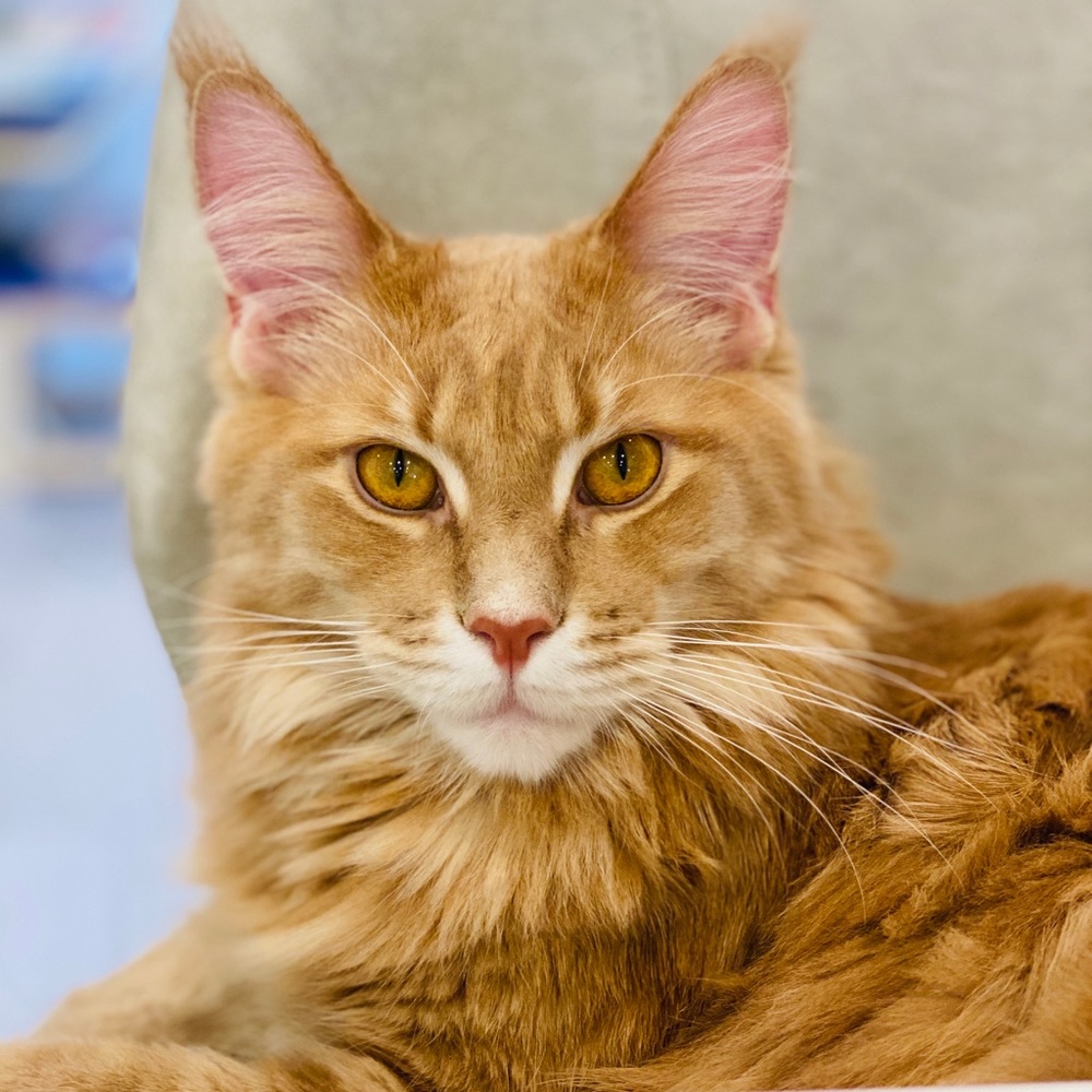 Meet your Posher, Colette